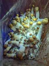 Load image into Gallery viewer, 5 Pound All In One Mushroom Grow Bags!
