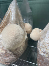 Load image into Gallery viewer, Lions Mane Fruiting Block - 7 Pound
