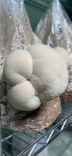 Load image into Gallery viewer, Lions Mane Fruiting Block - 7 Pound
