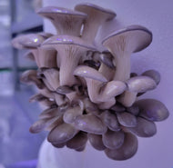 5 Pound King Blue Oyster Grow Kit