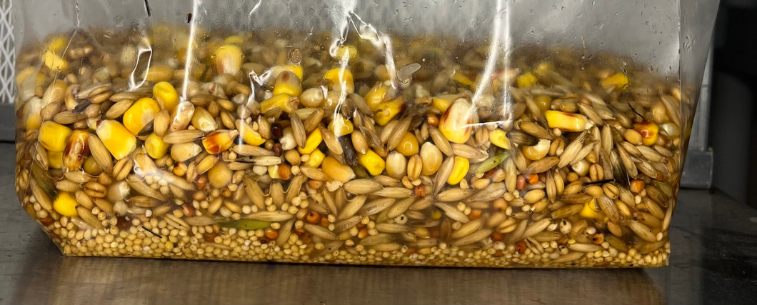 7 Grain Blend Sterilized Hydrated Grain Bags