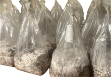 Load image into Gallery viewer, Bag Fruiting Mushroom Grow Kit
