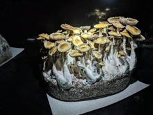 Load image into Gallery viewer, 5 Pound All In One Mushroom Grow Bags!

