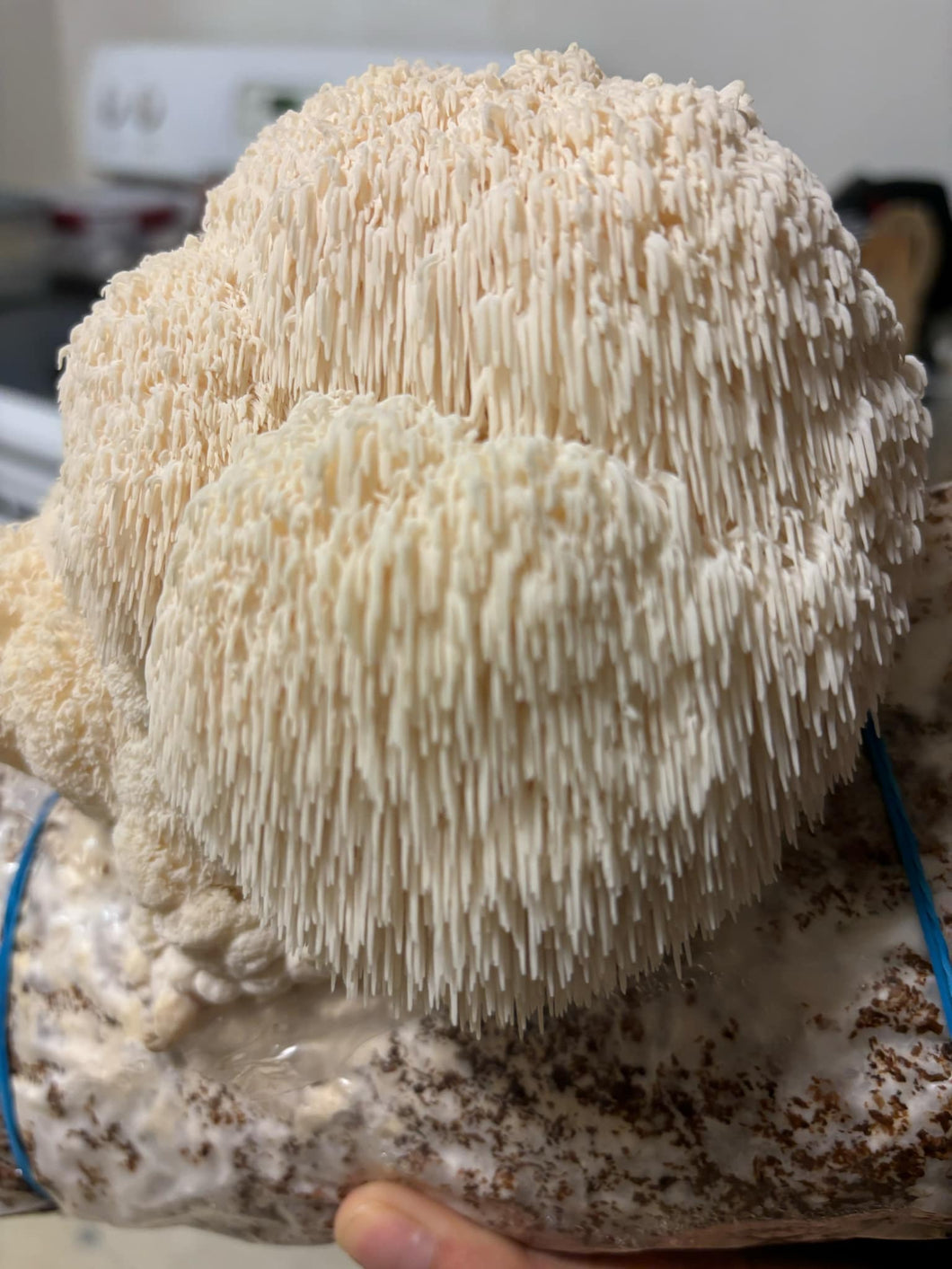 5 Pound Lions Mane Grow Kit