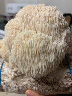 5 Pound Lions Mane Grow Kit